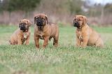 TOSA INU 157
